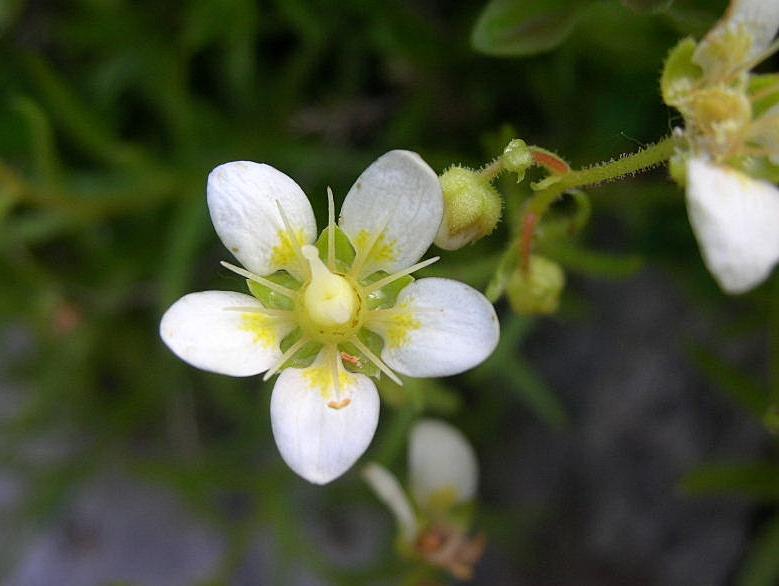 Saxifraga aspera / Sassifraga spinulosa